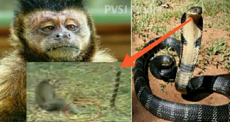 Monkey fighting a king Cobra & coming out triumphant. One of its kind